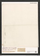 Nitzschia communis Rabh. (de-Toni-Nr.: Genus 47, Species 2131) Zeichnungen Sammlung Grunow (NHMW-BOT-W0372280)